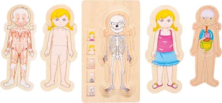 Anatomie in übersichtlichen Schichten