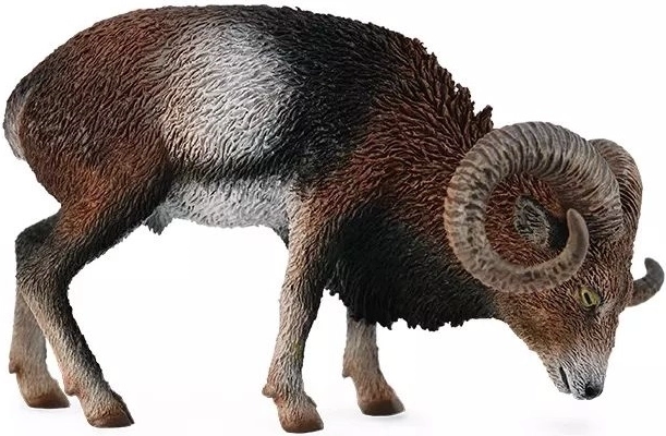 Europäischer Mufflon