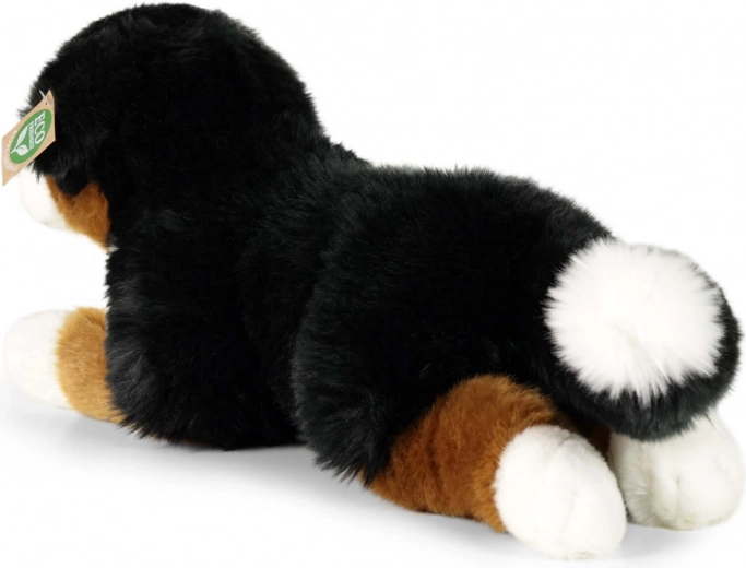 Authentisches Aussehen des Berner Sennenhundes