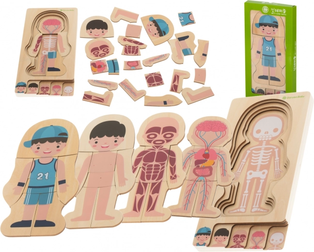 Montessori Holzpuzzle Menschlicher Körper, mehrschichtig