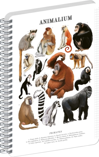 Notique Spiralblock Animalium – Primaten, A4, kariert
