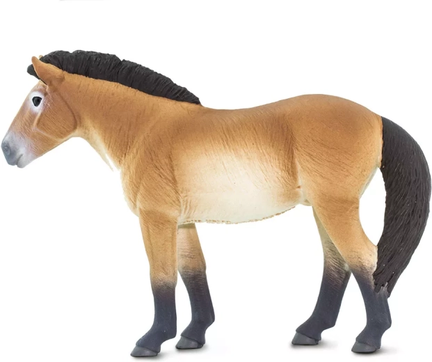 Lernen durch Spielen: Przewalski-Pferd und seine Geschichte