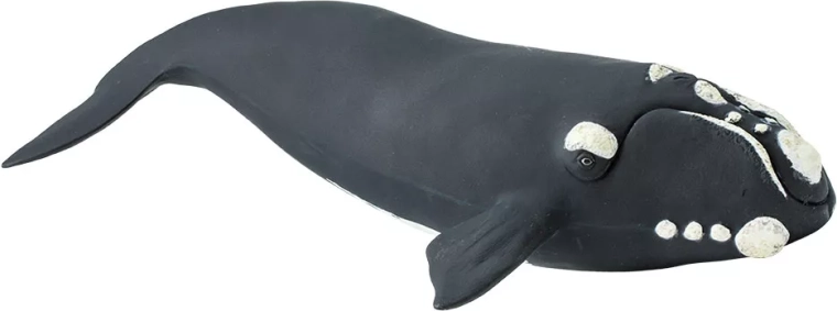 Safari Ltd. Figurine Südkaper – 1 Stück