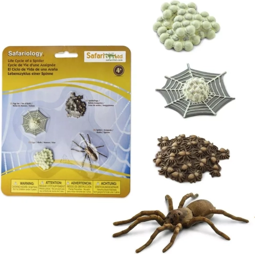Safari Ltd. Lebenszyklus der Spinne