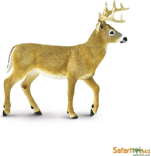Weißwedelhirsch Safari Ltd.