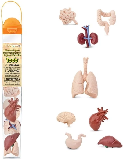 Safari Ltd. Toobs menschliche Organe – Lernset mit Figuren in der Tube