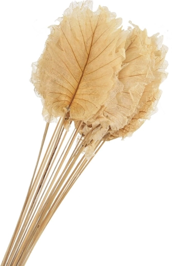 Getrocknete dekorative Blätter beige 20 Stk.