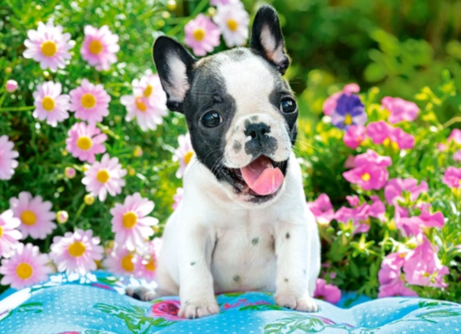 Puzzle mit 70 Teilen – Welpe der Französischen Bulldogge