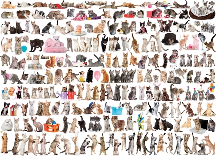 EUROGRAPHICS Puzzle Welt der Katzen 1000 Teile