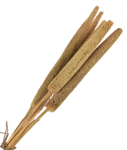 Getrocknete Dekoration (Trockenpflanzen) Beige – 5 Stk., 50–60 cm