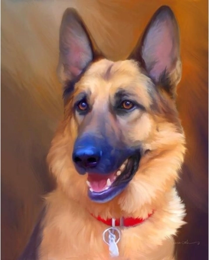 Bild zum Malen nach Zahlen im Rahmen 40 × 50 cm – Hund Deutscher Schäferhund