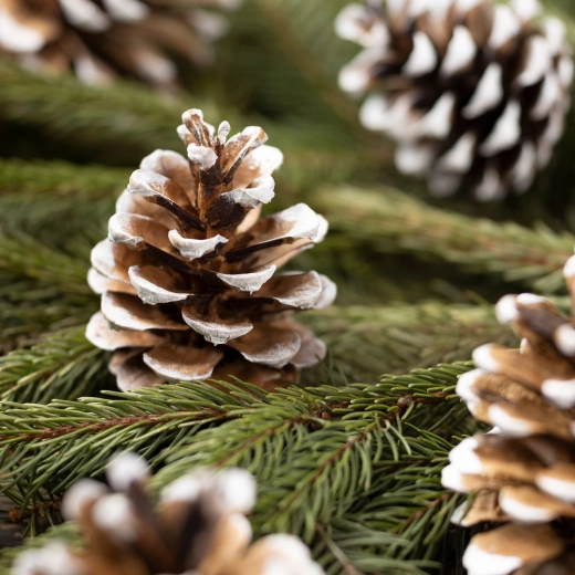 Weihnachtsdekoration mit beschneiten Zapfen im Organzabeutel, 10 Stück