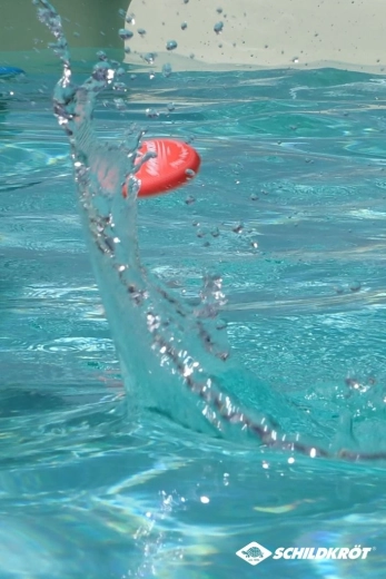 Schildkröt Ocean Neopren-Wasser-Springbälle (3 Stück)