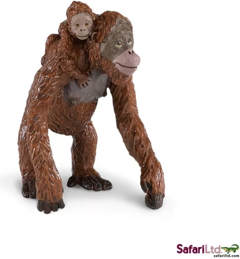Orang-Utan mit Jungtier
