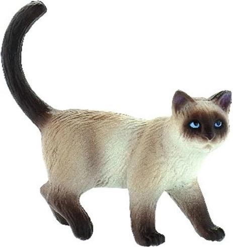Hauskatze – Kimmy