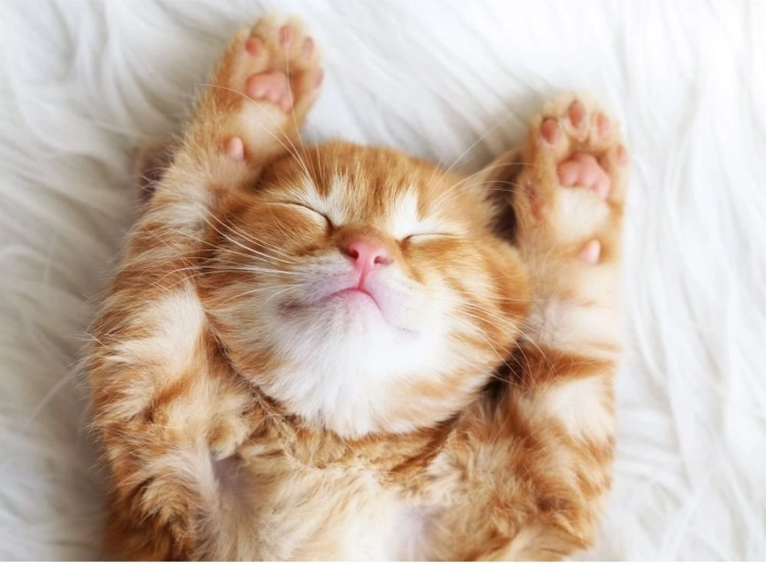 Ravensburger Puzzle Schlafendes Fellknäuel 500 Teile