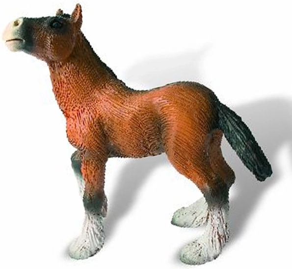 Shirské Fohlen