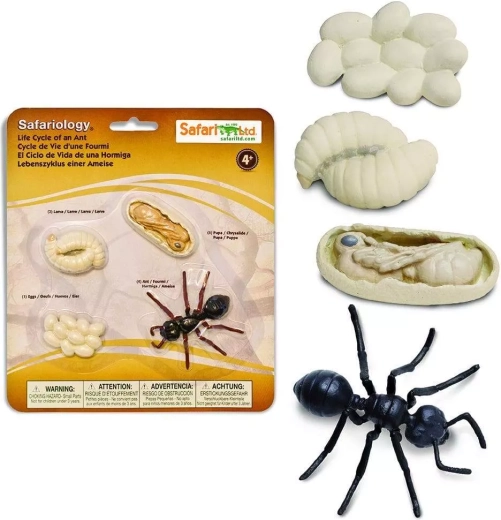 Safari Ltd. Lebenszyklus – Ameise