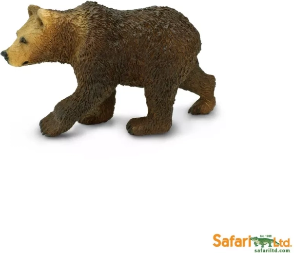 Grizzlybär – Jungtier