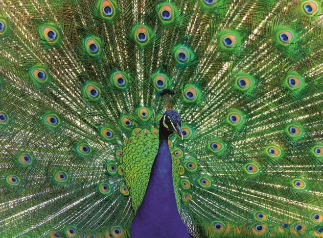 Ravensburger Puzzle Majestätischer Pfau 500 Teile