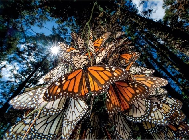 Puzzle 1000 Teile Monarchfalter - Compact
