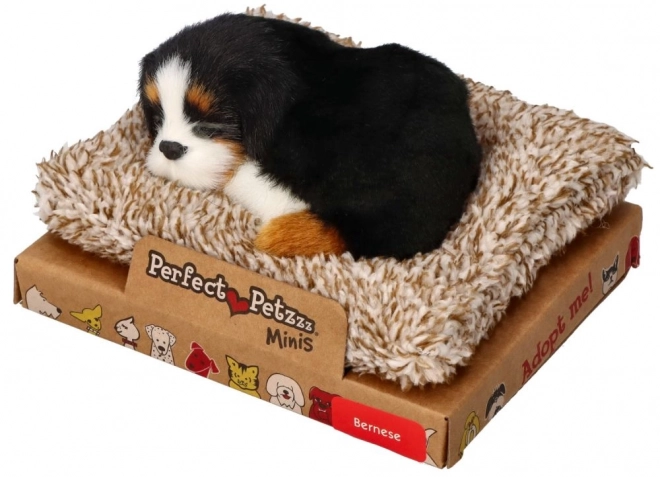 Perfekte Haustiere Berner Sennenhund Welpe auf Bettchen