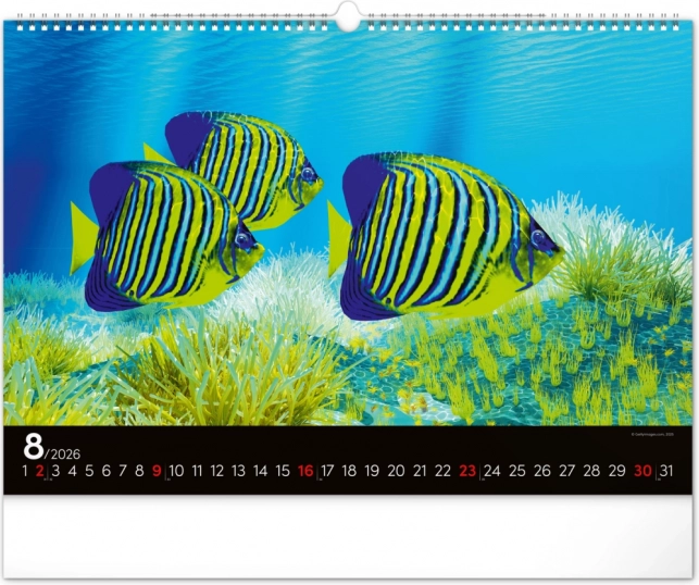 Wandkalender Unterwasserwelt 2026