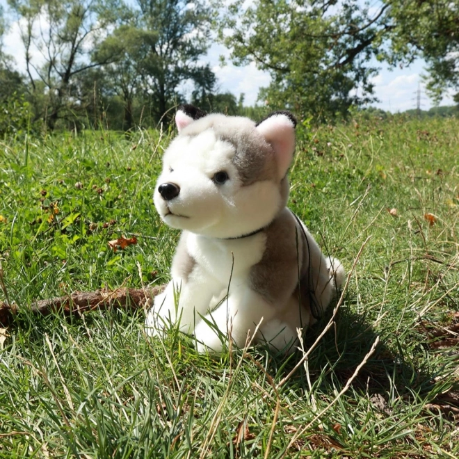 Sitzender Husky Plüschhund mit Leine
