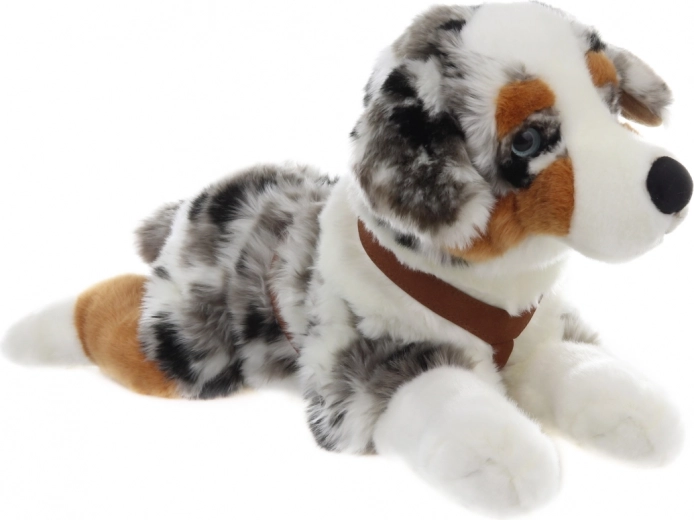 Realistisches Aussehen des Australischen Schäferhundes