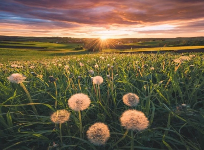 Puzzle Ravensburger Löwenzahn bei Sonnenuntergang 500 Teile