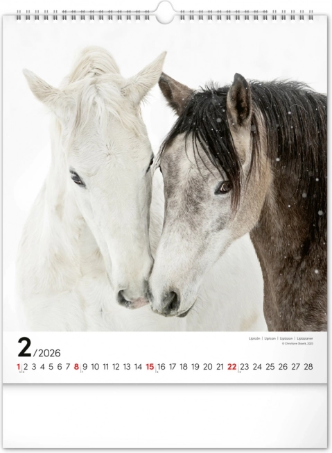 Wandkalender Pferde 2026