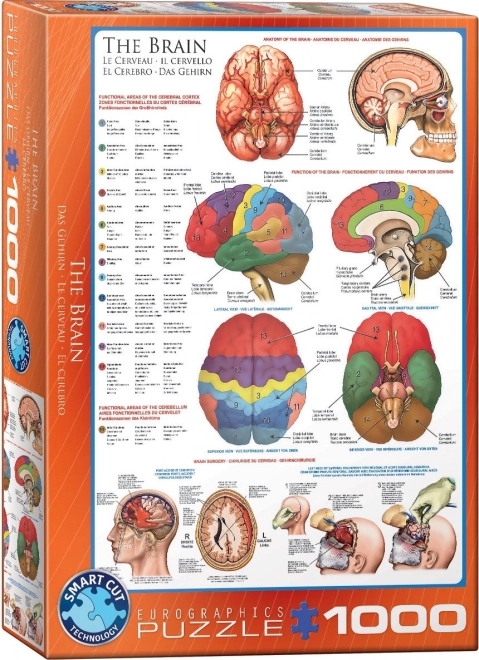 Eurographics Puzzle Menschliches Gehirn 1000 Teile