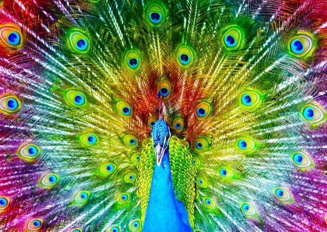 Puzzle Bunter Pfau 1000 Teile