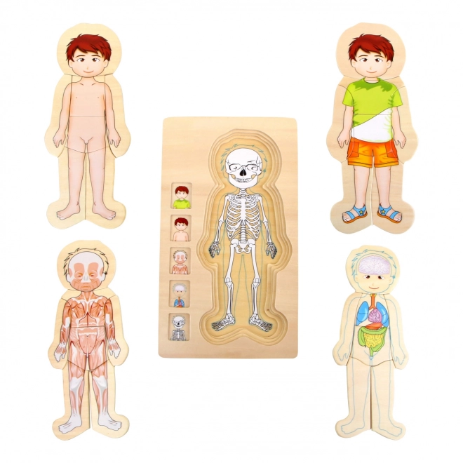 Small Foot Holzpuzzle Anatomie Tim