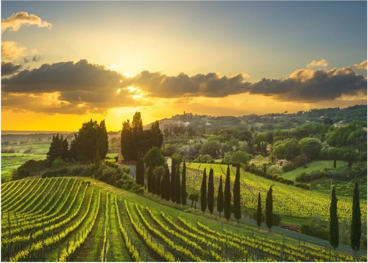 Puzzle Weinberg Maremma XL 500 Teile