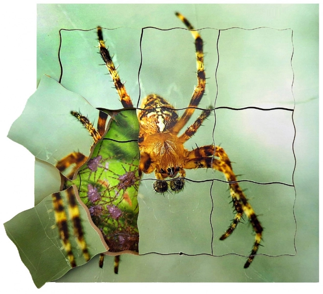 Just Jigsaws Holzpuzzle - Der Lebenszyklus der Spinne