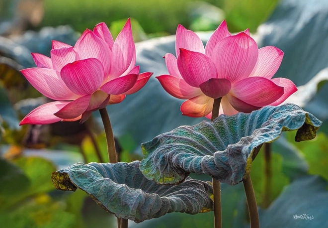 Puzzle Rosa Lotusblüten 500 Teile