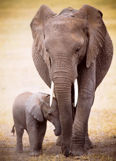 Puzzle Elefant und Elefantenkalb 1000 Teile
