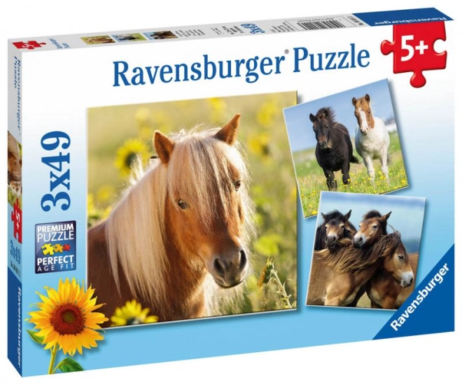 Drei eindrucksvolle Pferdemotive in einer Packung