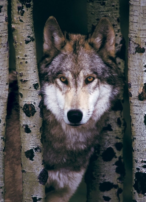 Puzzle Grauer Wolf von EUROGRAPHICS - 1000 Teile