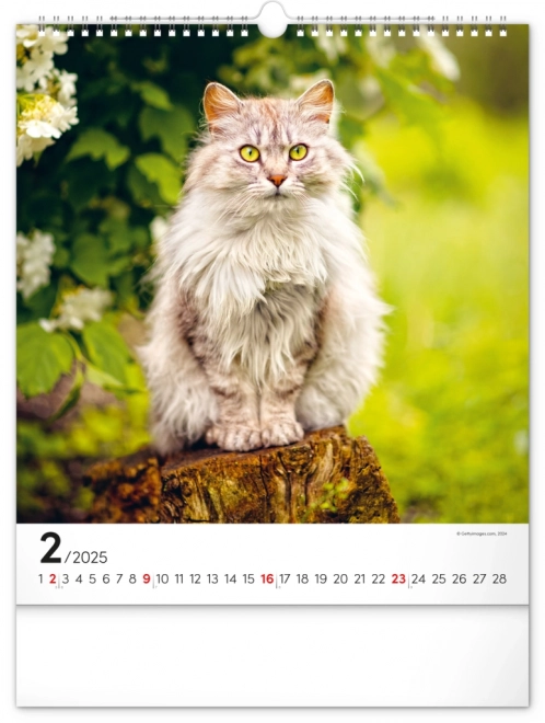 Notique Wandkalender Katzen 2025