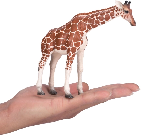 Kompakte, aber beeindruckende Größe