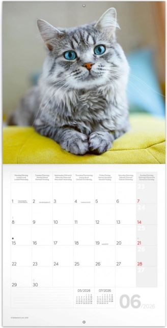 Notizkalender Katzen 2026