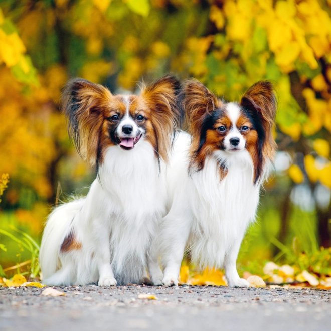 Inspirierende Hundefotografien