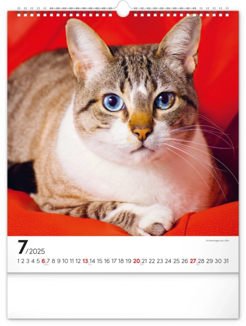 Notique Wandkalender Katzen 2025