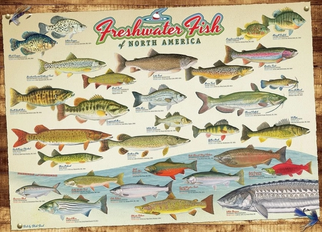 Puzzle COBBLE HILL – Fische Nordamerikas (1000 Teile)