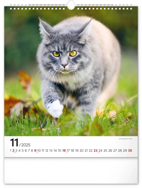 Notique Wandkalender Katzen 2025