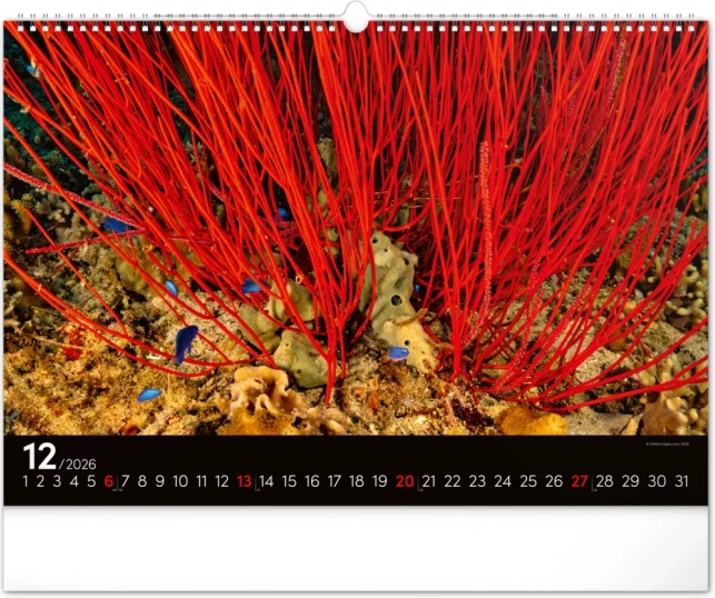 Wandkalender Unterwasserwelt 2026