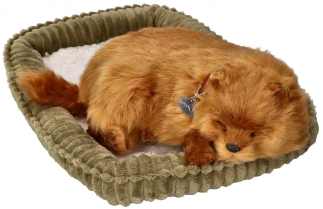 Atmungsaktiver Pomeranian zur Adoption