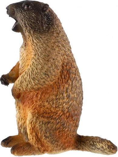 Perfekt für Sammlung und Unterricht